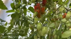 СОБИРАЮ ТОМАТЫ ЯЩИКАМИ В ЛЮБУЮ ПОГОДУ! ПОДКОРМКА В ИЮЛЕ