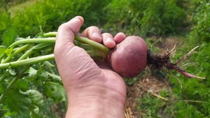 Крупноплодный сорт редиса "Жара"