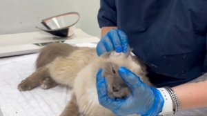 Чудо вопреки всему! Он выпал из окна, но любовь нашла его и вернула домой! | Мистик