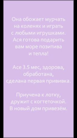 🌸 Кошечка Ася ищет свою любящую семью. 💗  #Москва