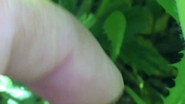 Летняя рассада мелкоплодной ремонтантной земляники весной следующего года.