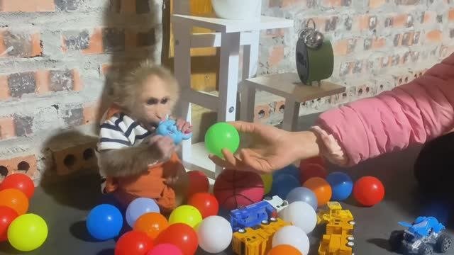 Обезьянка лапатушка играет с мамой игрушками Кусает сначала деточка