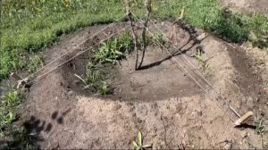 Полторы тысячи крупномерных деревьев высадили в парках, скверах и вдоль основных магистралей Иркутск