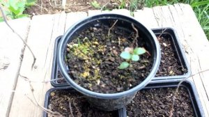 #4 Размножение голубики семенами. Как перезимовали сеянцы.