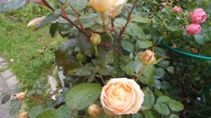 Роза Джалита(Jalitah)Interplant в дождь июль 2019