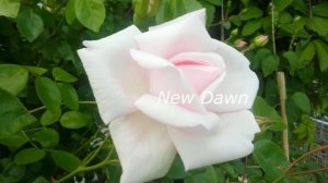 Розы в саду с названиями  300 роз Обзор 2. Что цветёт на 5 июля 2020.