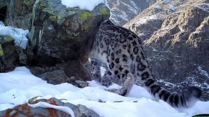 Расширение заповедного ареала снежного барса