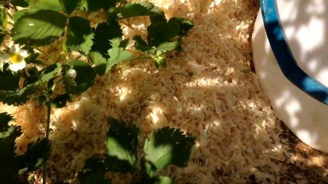 Клубника на опилках. Профилактика болезней и отпугивание вредителей.