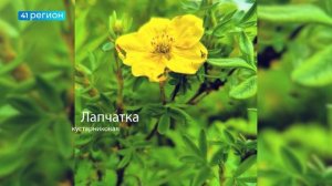 ФОТО ЦВЕТОВ, СДЕЛАННЫЕ УЧЁНЫМИ КАМГУ В ЭКСПЕДИЦИИ В ОКРЕСТНОСТЯХ ОЗЕРА ПАЛАНСКОГО • ФОТО ФАКТ