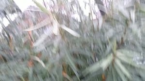 Всё пропало, нас заливают дожди. 28.07.2025г.