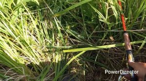 Бешенный клёв карася!Не думал что будет такой клёв!