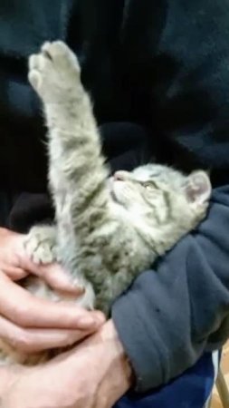 Да мне бы, не спать! Мне бы, пожрать!🤣😻 Юмор с животными