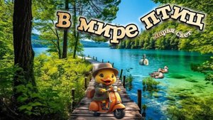 Уточек много не бывает. Огари. Кряквы. Хохлатые утки. Царицыно. Июль 2025