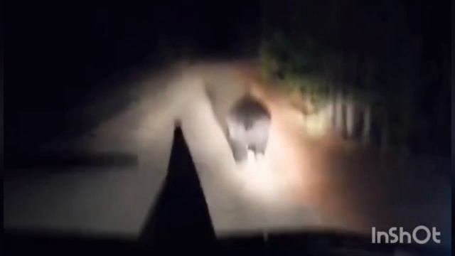 медведь 🍯🐻💤