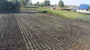 1 июня 2025 года. 3 междурядная обработка чеснока мотоблоком.