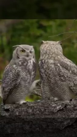 🦉Влюбленная пара сов в Подмосковье🦉