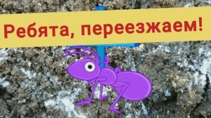 Прогоняем муравьев с грядки при помощи соды, результат