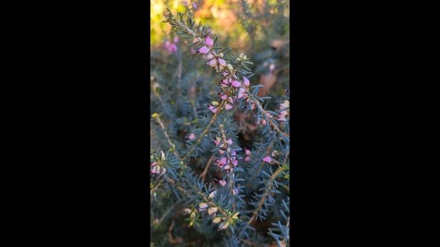 Дендрарий Сочи 03 декабря 24 года смотреть онлайн