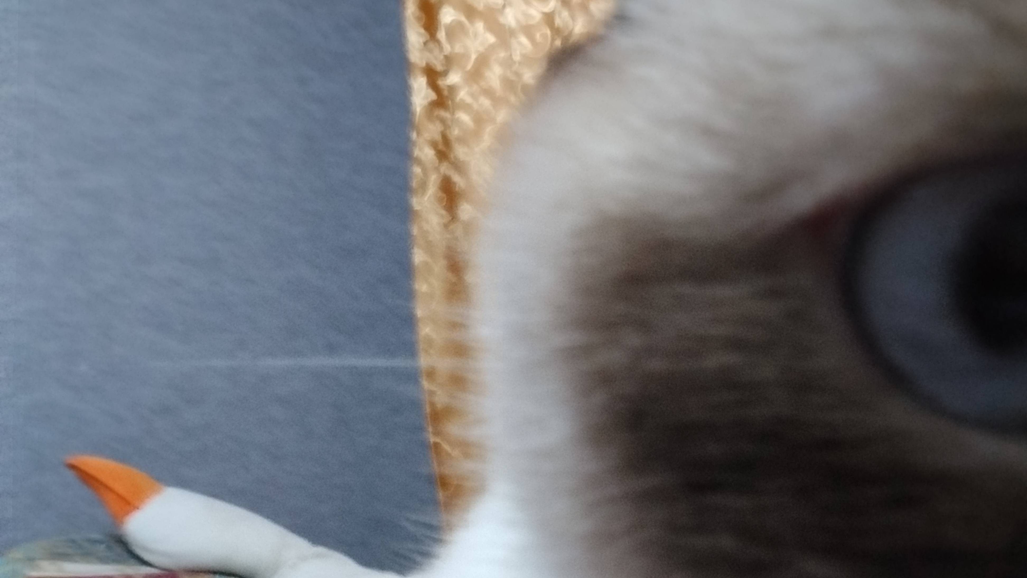 Приключения кота и оператора 5!