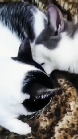 Мои предпочтения!😁😻 Юмор с животными