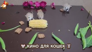 Видео для кошек про крысок развлекать питомцев 🐭🐀😂 (234)