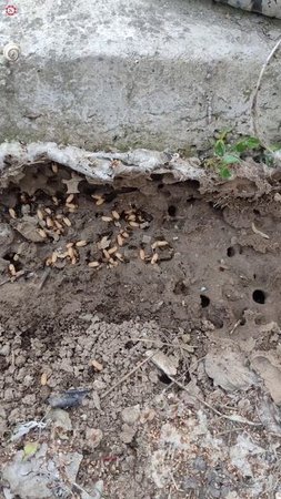 Чем занимаются муравьи в муравейнике.