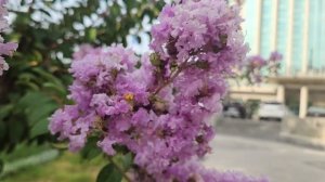 Дорога в отель Wyndham Ташкент