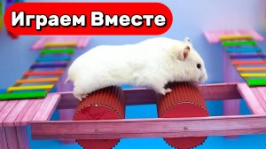 КРУТОЙ ЛАБИРИНТ С ЛОВУШКАМИ И МОНСТРАМИ ДЛЯ ХОМЯКА 🐹 ВЫБИРИАЕМСЯ ВМЕСТЕ ! ВИДЕО ДЛЯ ДЕТЕЙ №2