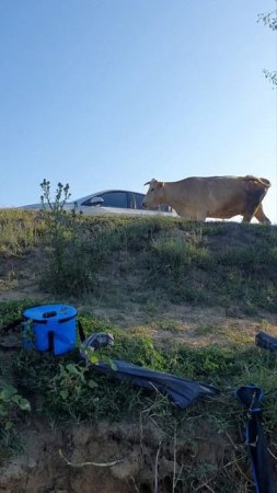 Коровушки пришли на водопой😃