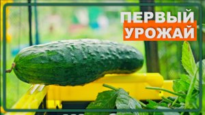 10. Собрали первый урожай | Защищаем деревья | Дачные будни