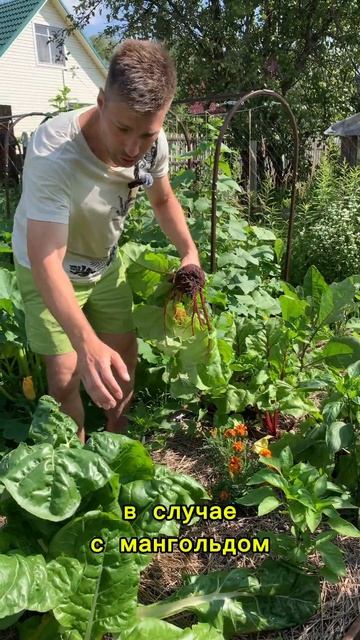 Немного про мангольд