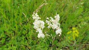 Дикие  цветы  малой  родины