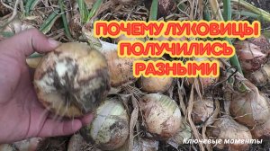 Всё сделал правильно — а лук вырос неровно! Что не так с грядкой?