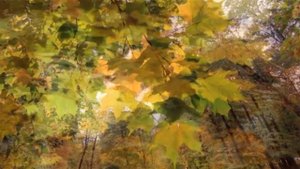 Лист как зеркало души