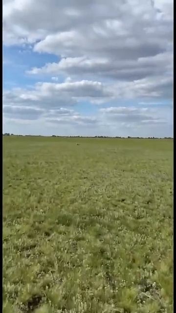 Были в шаге от сурка! Такое бывает редко #hunting #охота2025 смотреть онлайн