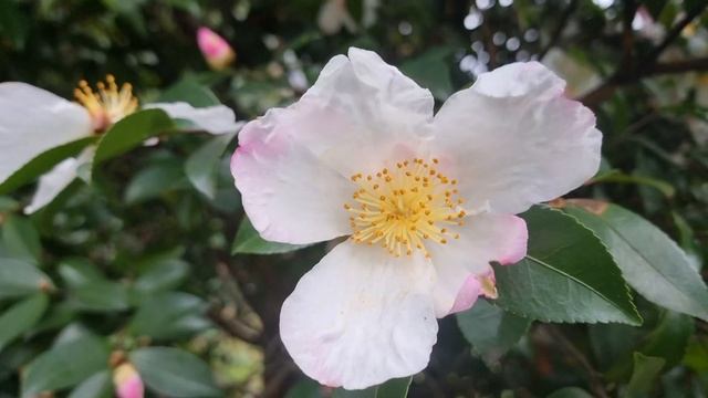 Сочи парк южных культур 26 ноября 2024 г. смотреть онлайн