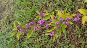 не рвите цветы