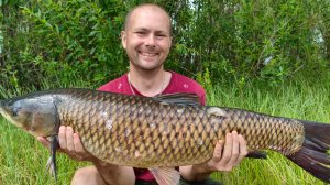 На Ахтубу за белым амуром!!! ЭТИ МОНСТРЫ УТАЩИЛИ УДОЧКУ!!!