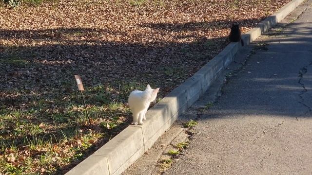 Белый кот смотреть онлайн