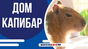 В "Ривьере" открылся "Дом Капибар"