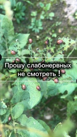 Непрошеные гости