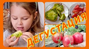 ПОМИДОРЫ! Малахитовая шкатулка и Клубничный тяжеловес! Дегустация и сравнение вкуса! 🍅