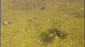 Рыбки плавают в реке Оке в Рязанской области.27.07.2025.