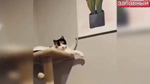ПРИКОЛЫ С КОТАМИ! СМЕШНЫЕ КОШКИ И СОБАКИ! СМЕШНЫЕ ЖИВОТНЫЕ!