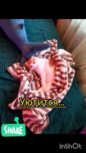 Кексик в феврале 2025#коткекс #ytshorts #cat #like #котики #февраль #youtubeshorts #funny #youtube