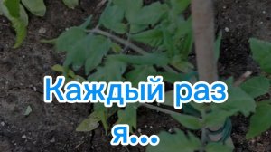 Каждый раз приезжая на участок, я...