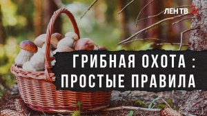 Грибная охота: простые правила