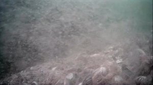 1000047646.mp4Волга гл 5м.29.07.2025г.