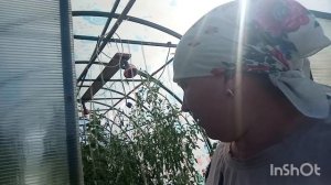 28 июля.Жизнь в деревне.