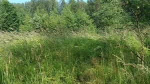 Зверобой: опасность о которой не говорят! Скрытая угроза "Чудо - травы"